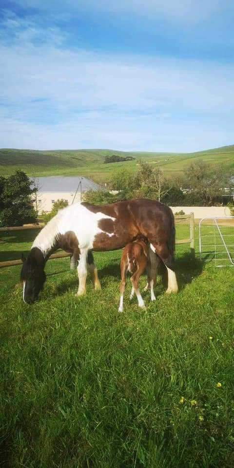 3 Bedroom Property for Sale in Bredasdorp Western Cape